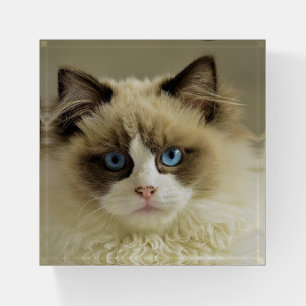 Ragdoll Cat Paperweight