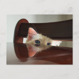 Ragdoll Cat Peeking Postcard