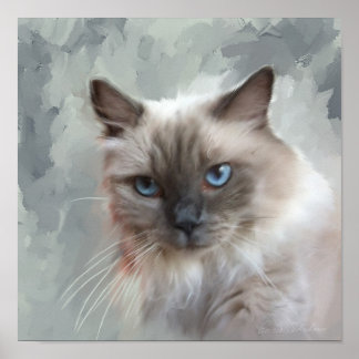 Ragdoll Cat Poster