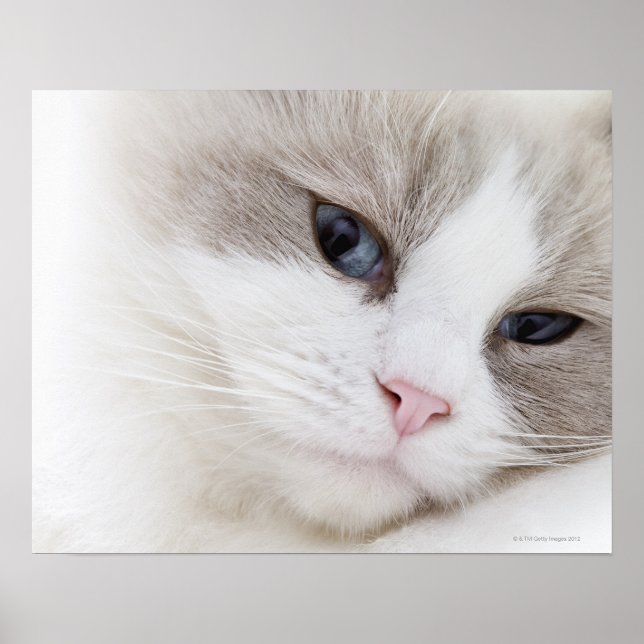 Ragdoll cat poster (Front)