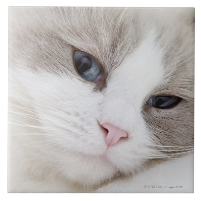 Ragdoll cat tile (Front)