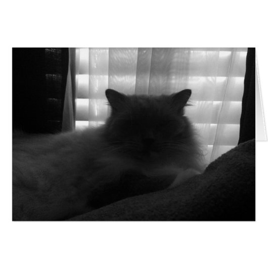 Ragdoll Cat – Watcher at Dusk - Noir Cards (Front Horizontal)