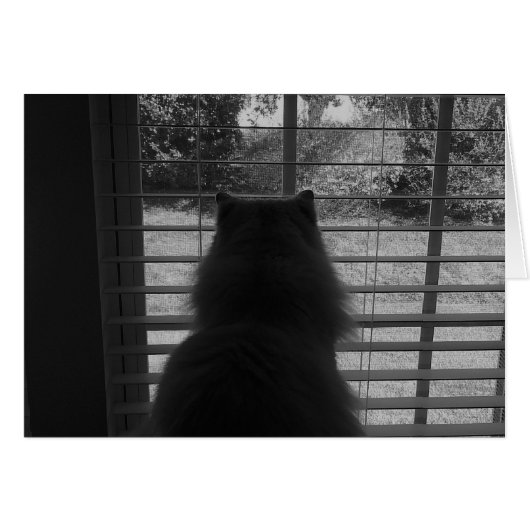 Ragdoll Cat Watching / Noir Cards (Front Horizontal)