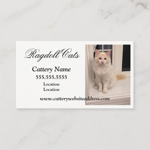 Ragdoll Cattery Business Cards