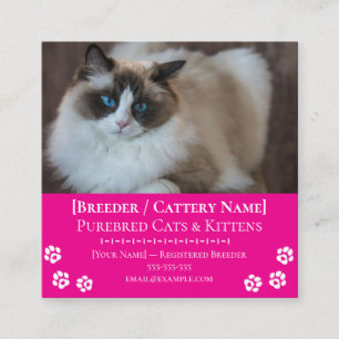 Ragdoll Cattery Customizable Cat Breeder Square Business Card