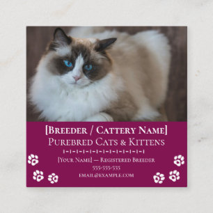 Ragdoll Cattery Customizable Cat Breeder Square Business Card