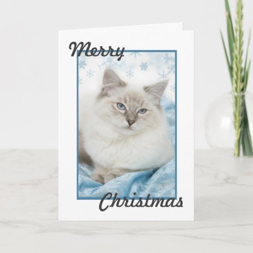 ragdoll christmas card