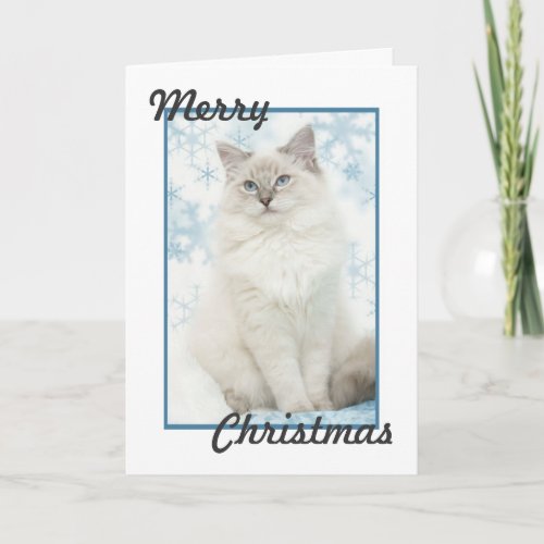 ragdoll christmas card