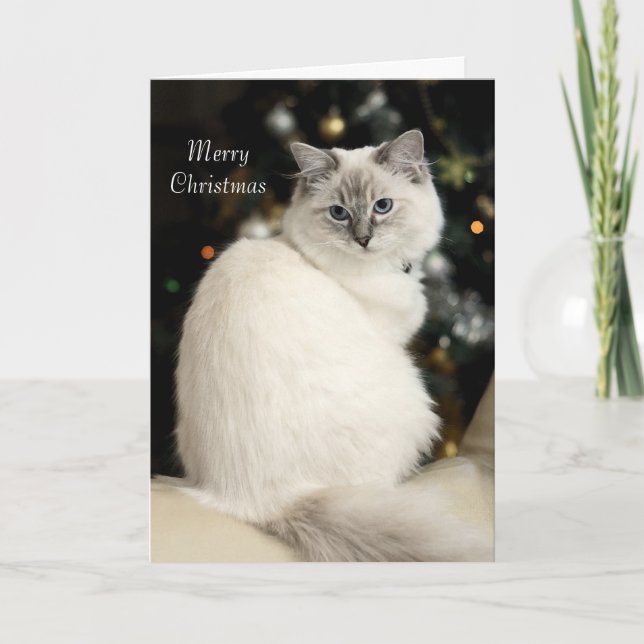 Ragdoll Christmas Card (Front)