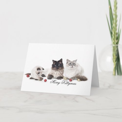 Ragdoll family Christmas card