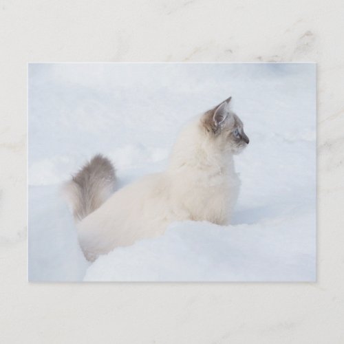 Ragdoll in the snow post card
