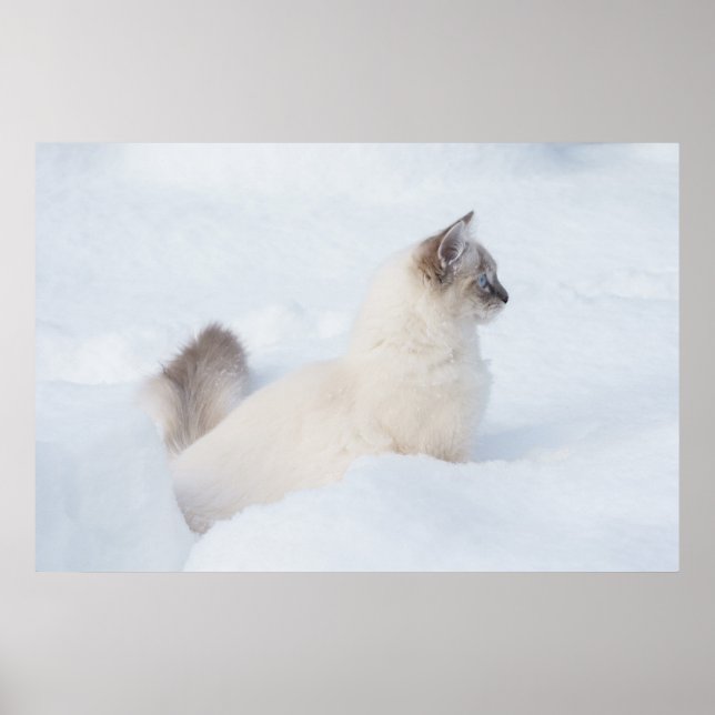 Ragdoll in the snow poster (Front)