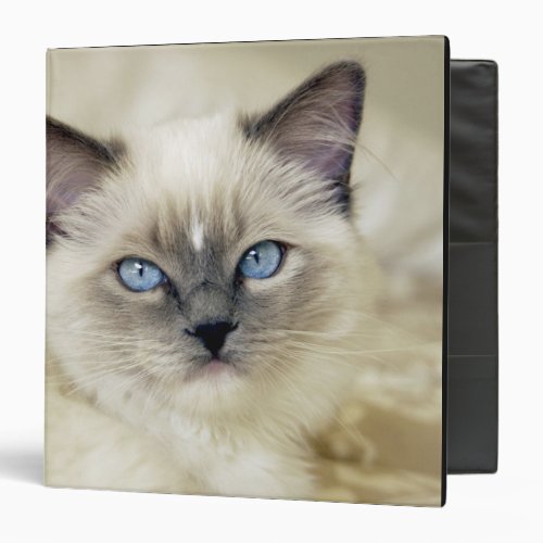 Ragdoll kitten binder