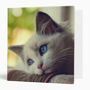 Ragdoll Kitten Binder