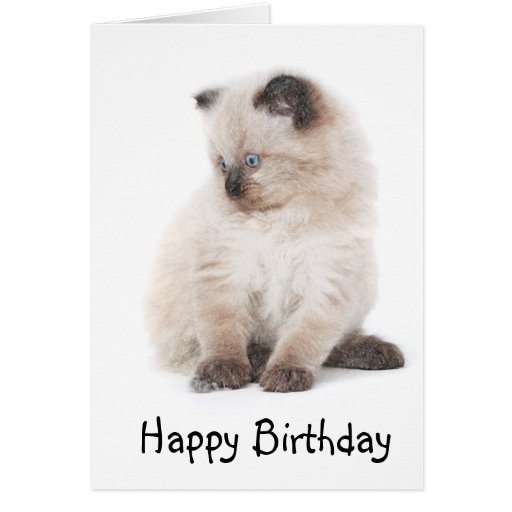 Ragdoll kitten birthday card | Zazzle