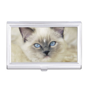 Ragdoll kitten business card holder