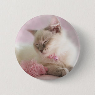 ragdoll kitten button