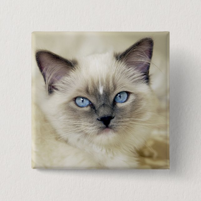 Ragdoll kitten button (Front)