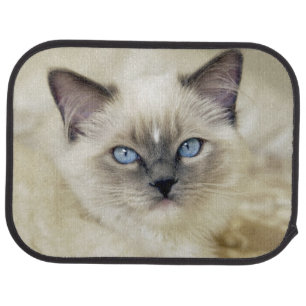 Ragdoll kitten car mat