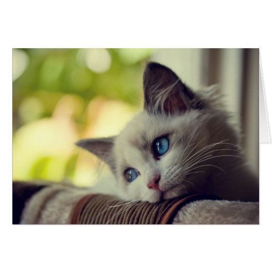 Ragdoll Kitten Cards (Front Horizontal)