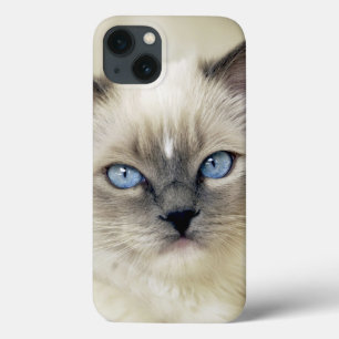 Ragdoll kitten iPhone 13 case