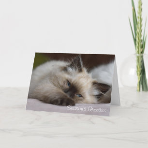 Ragdoll kitten Christmas card