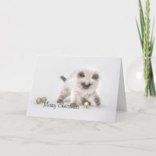 Ragdoll kitten Christmas card