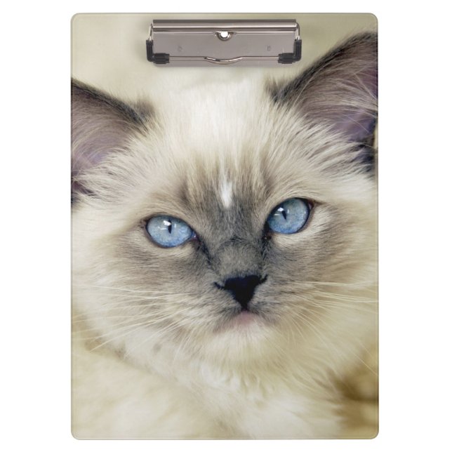 Ragdoll kitten clipboard (Front)