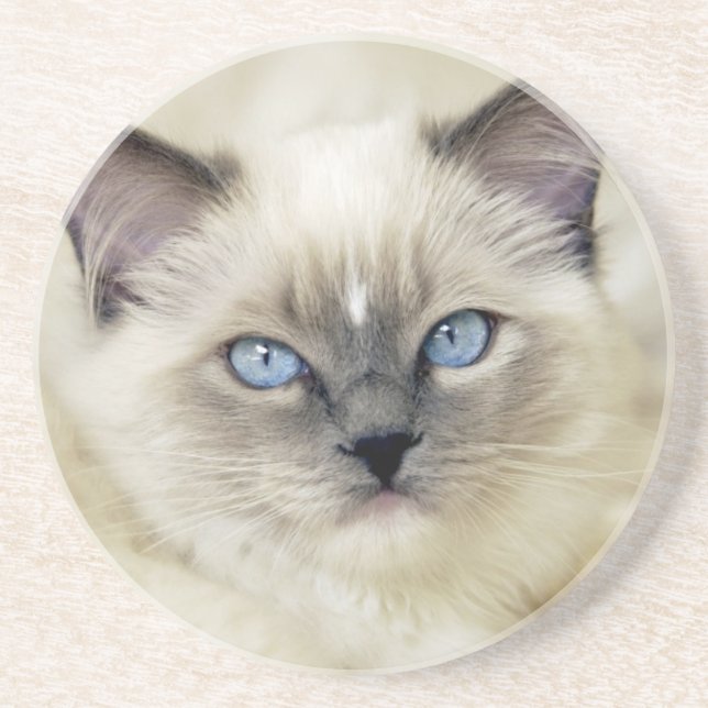 Ragdoll kitten coaster (Front)
