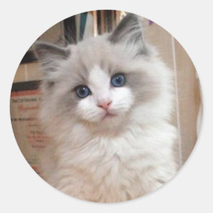 Ragdoll Kitten Cutie Classic Round Sticker