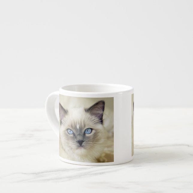 Ragdoll kitten espresso cup (Front Left)