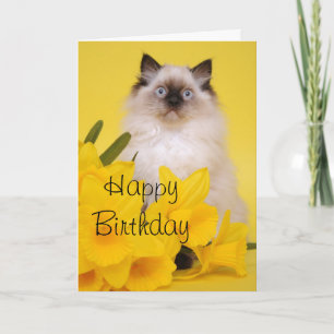 Ragdoll kitten grecard card
