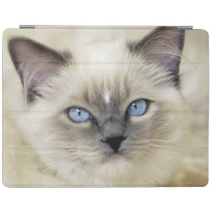 Ragdoll kitten iPad smart cover
