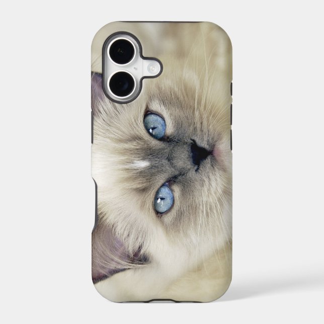 Ragdoll kitten iphone case (Back)