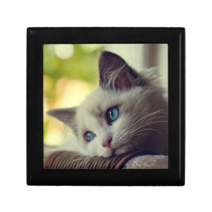 Ragdoll Kitten Keepsake Box