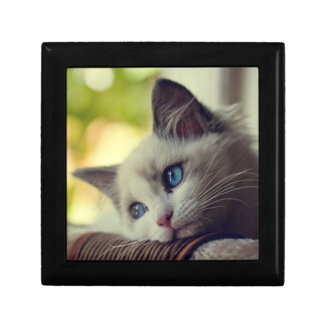 Ragdoll Kitten Keepsake Box (Front)