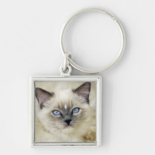 Ragdoll kitten keychain