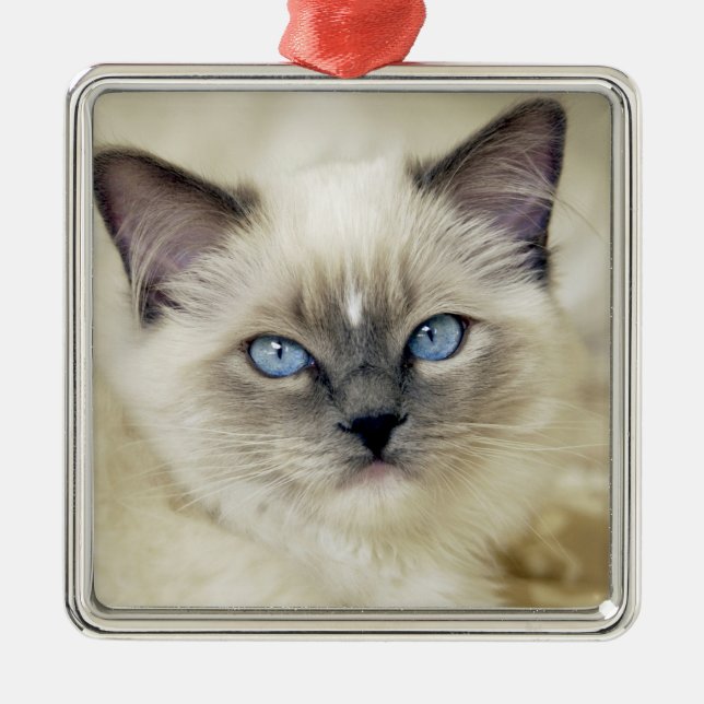 Ragdoll kitten metal ornament (Front)
