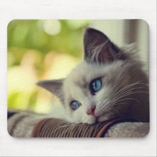Ragdoll Kitten Mouse Pad