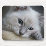 ragdoll kitten mousepad<br><div class="desc">a mousepad with a photo of a ragdoll kitten on it</div>