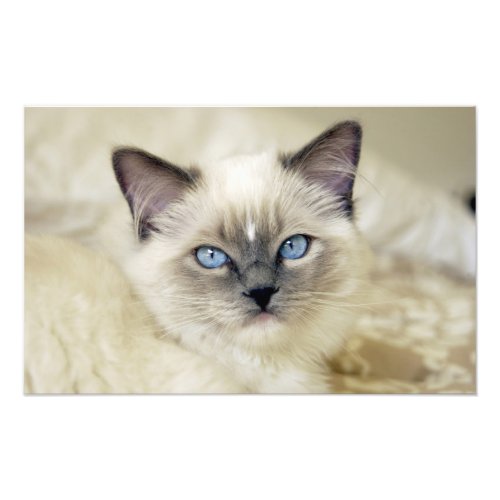 Ragdoll kitten photo print