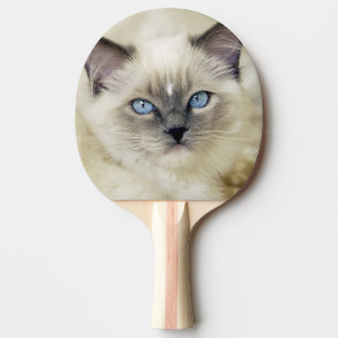Ragdoll kitten Ping-Pong paddle