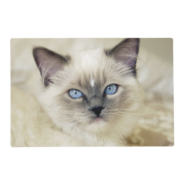 Ragdoll kitten placemat (Front)