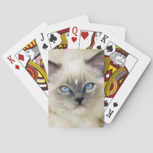 Ragdoll kitten poker cards