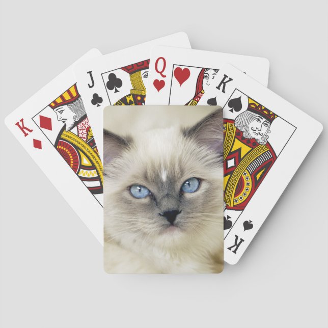 Ragdoll kitten poker cards (Back)