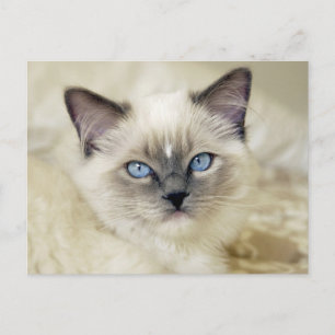 Ragdoll kitten postcard