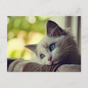 Ragdoll Kitten Postcard