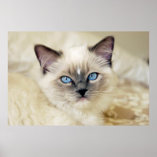 Ragdoll Kitten Poster