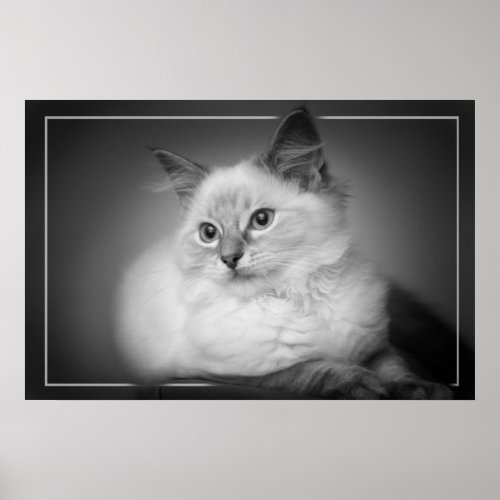 ragdoll kitten poster