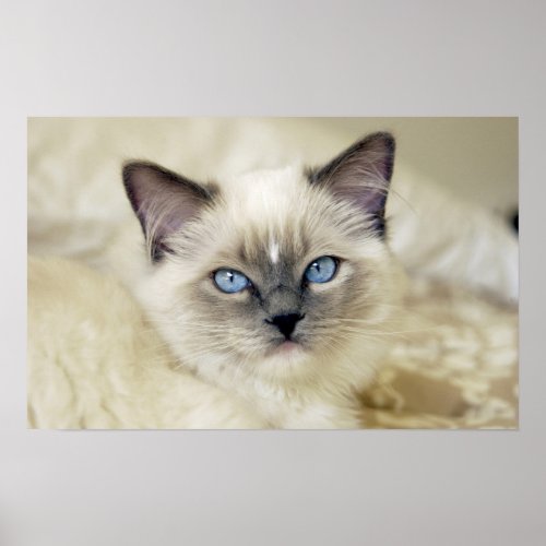 Ragdoll kitten poster